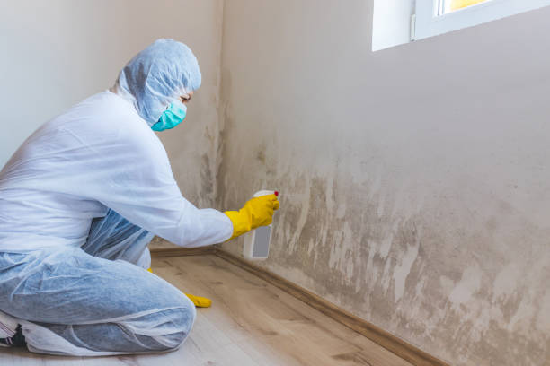 Professional mold removal team in Morrisville